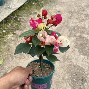 画报掌中宝三角梅老桩爬藤高飘枝阳台庭院花卉好养四季勤开花带花