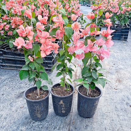 新品不甜西瓜三角梅四季开花勤花原盆原土发货爬藤高飘阳台好养