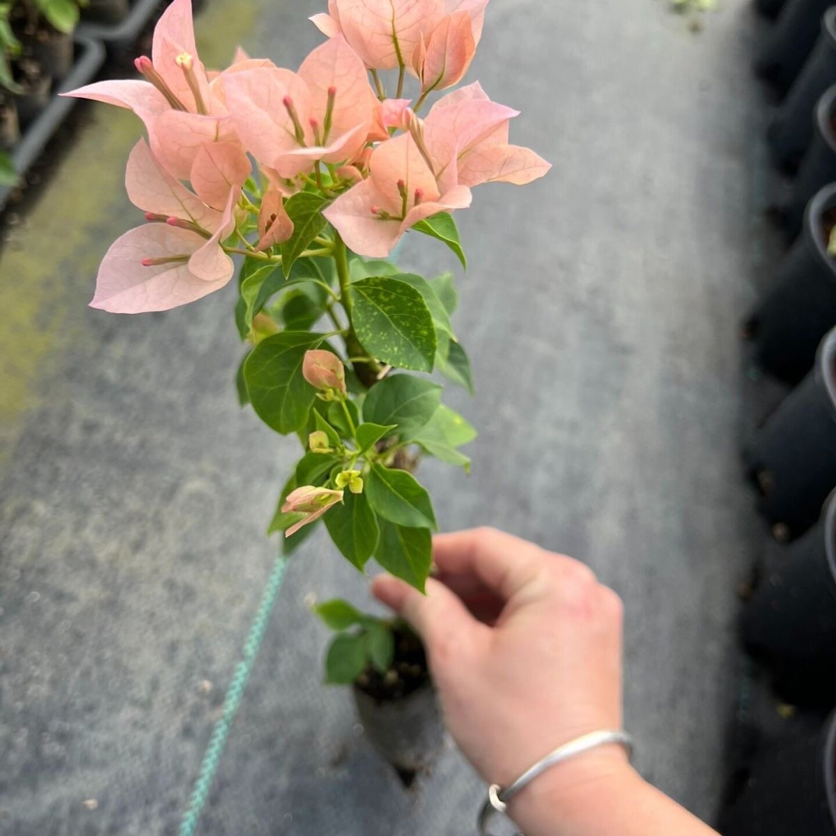 奶昔三角梅袋苗小苗满根系阳台庭院花卉四季勤开花好养福建发