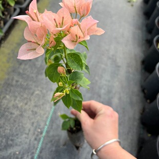 奶昔三角梅袋苗小苗满根系阳台庭院花卉四季勤开花好养福建发