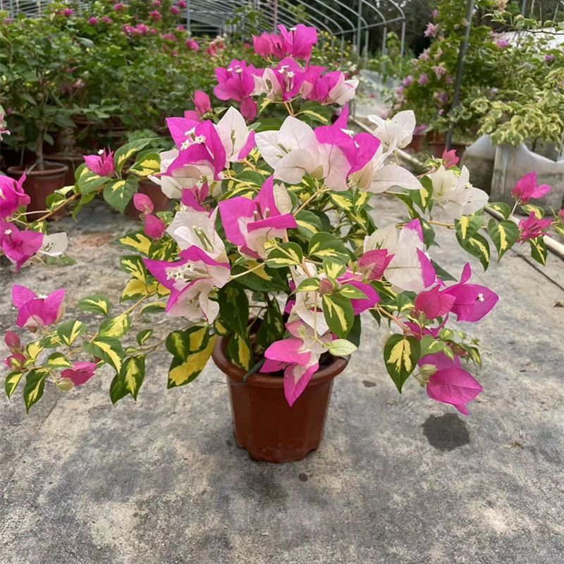 金心双色三角梅粗杆老桩爬藤高飘枝阳台庭院花卉四季勤开花好养活,鲜花速递/花卉仿真/绿植园艺,时令草本花卉,淘宝优惠券,粉丝福利购,淘宝优惠卷