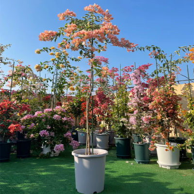 飘枝三角梅细高杆造型垂枝爬藤庭院阳台爬墙花卉四季开花好养活