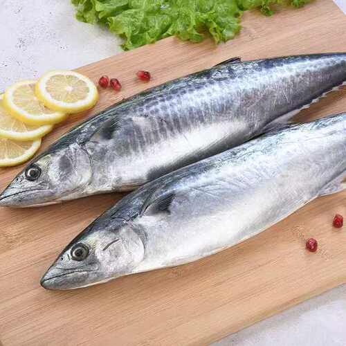 新鲜速冻深海野生鲅鱼新鲜冷冻海鲜水产200-300克/条*8条
