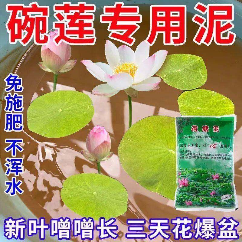 室内桌面水培荷细腻不浑水淤泥迷你碗莲睡莲铜钱草小型盆栽营养土