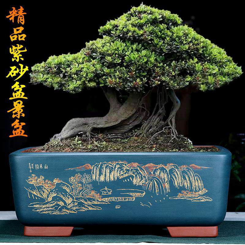 紫砂花盆长方盆景盆老桩丛林组合造景盆铁树花盆栽花卉陶瓷花盆