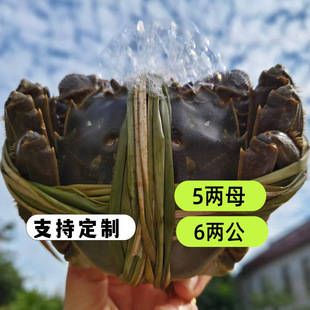 6.5两公 5.9 大闸蟹鲜活大螃蟹去绳净重 5.4两母 精品大闸蟹4.9