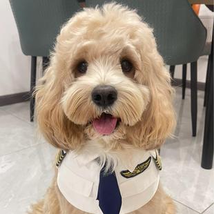 可卡布马尔泰泰迪熊犬舍小体精品淘宝交易直播挑选精选质保30天