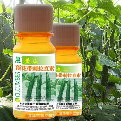 德国进口黄瓜疯狂热卖黄瓜顶花带刺拉直素专注瓜类生长黄瓜增直嫩