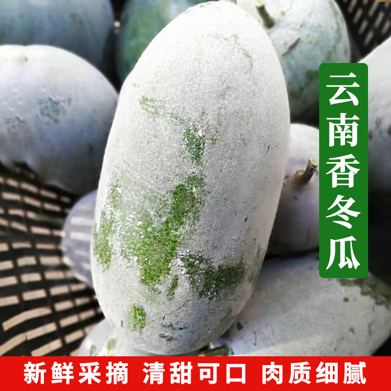 云南新鲜冬香瓜小冬瓜迷你瓜农家自种5斤包邮小冬瓜新鲜蔬菜