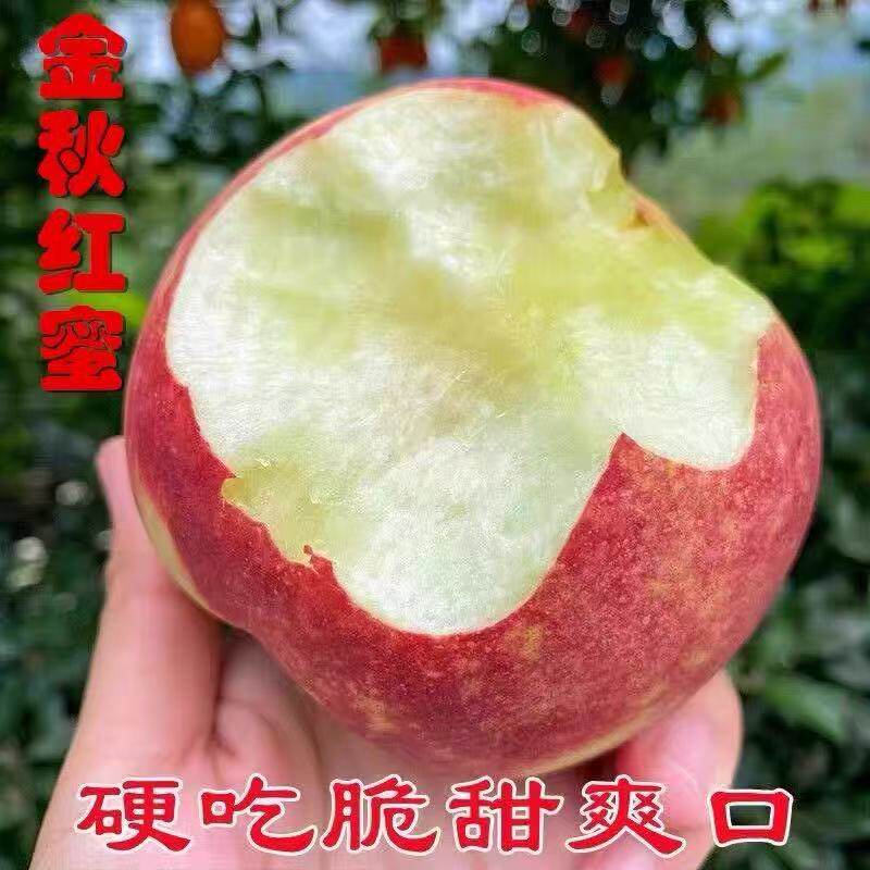 【高品质】山东烟台金秋红蜜桃晚熟脆甜桃子新鲜应季水果产地整箱