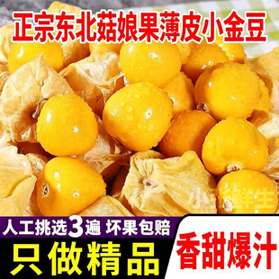 【小金豆】东北菇娘果薄皮新鲜现摘灯笼果当季姑娘果黄姑娘孕妇吃