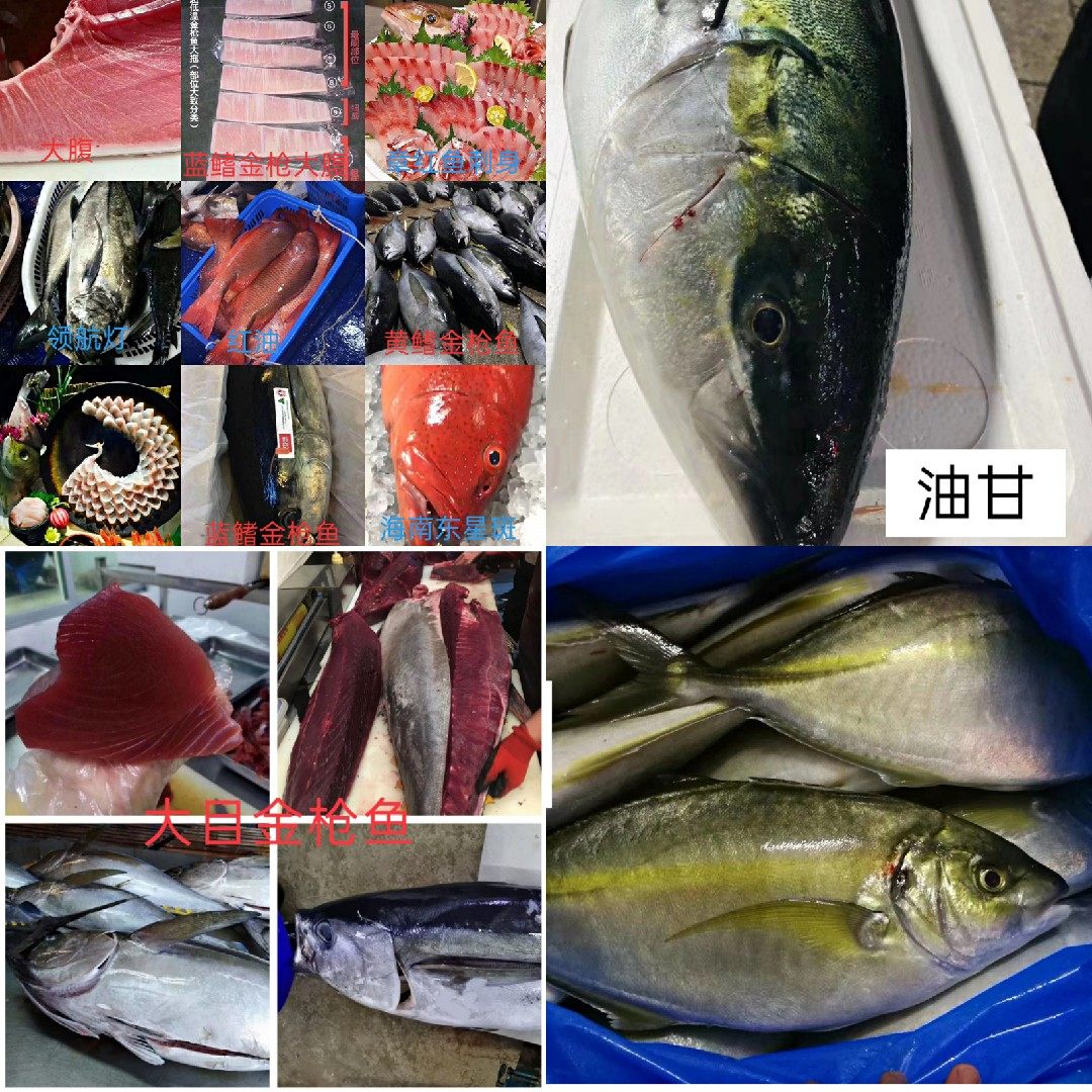 真鲷鱼比目鱼鱼老鼠斑鱼红友鱼生刺身冰鲜深海鱼专用