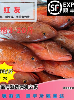 红友鱼红笛鲷红鲷红油红尤刺身