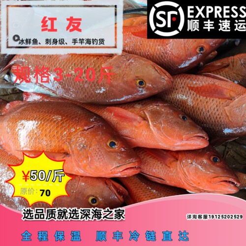 红友鱼红笛鲷红鲷红油红尤刺身