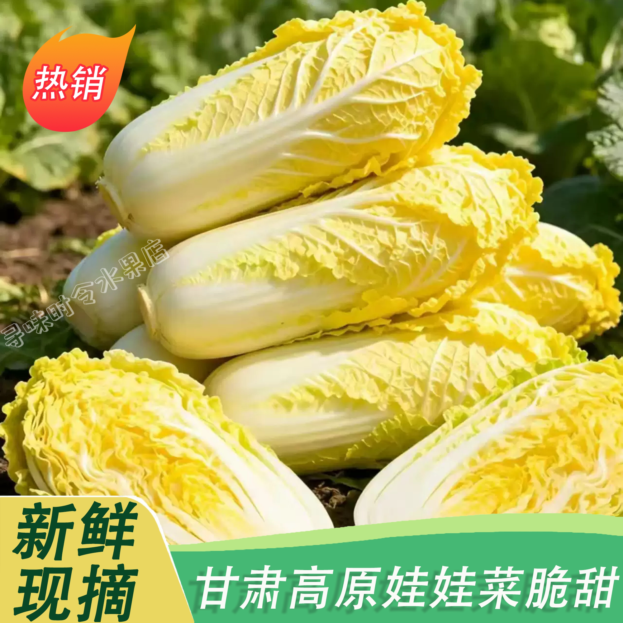 甘肃高原娃娃菜新鲜现摘脆甜多汁当季时令蔬菜霜打白菜