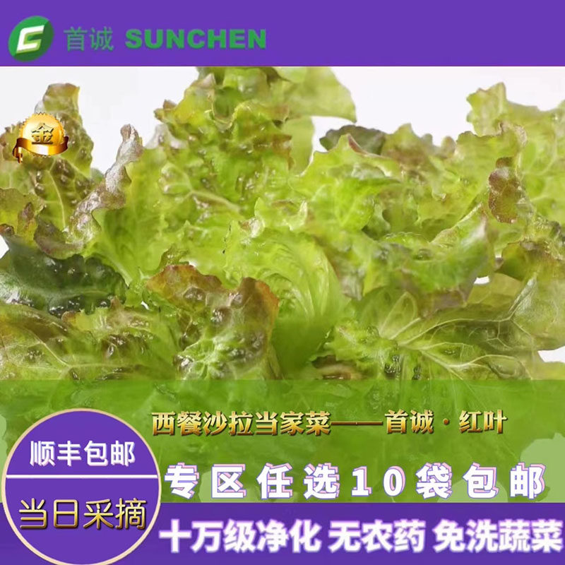 首诚高端蔬菜红叶无农药