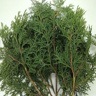 天然新鲜柏叶树枝摆件真花圣诞藤圈花环装饰材料拍摄DIY手工花环