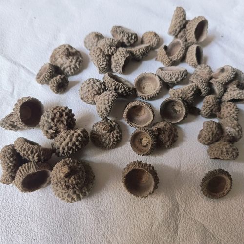 橡果帽橡树果壳橡子碗装饰手工DIY材料眼球眼睛珠干花包500克包邮