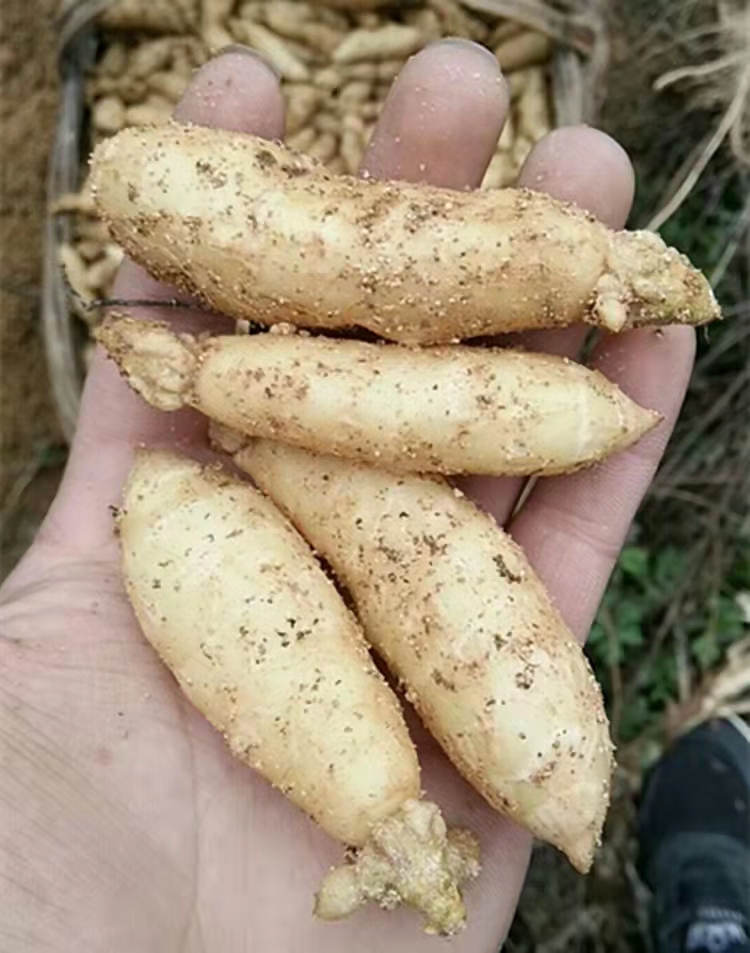 新鲜天麻零代,一代种子新出土出售500g一斤乌红杂交天麻种子种籽