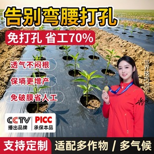 打孔黑地膜农用种植种菜专用塑料薄膜防草有孔带孔辣椒药材免开孔