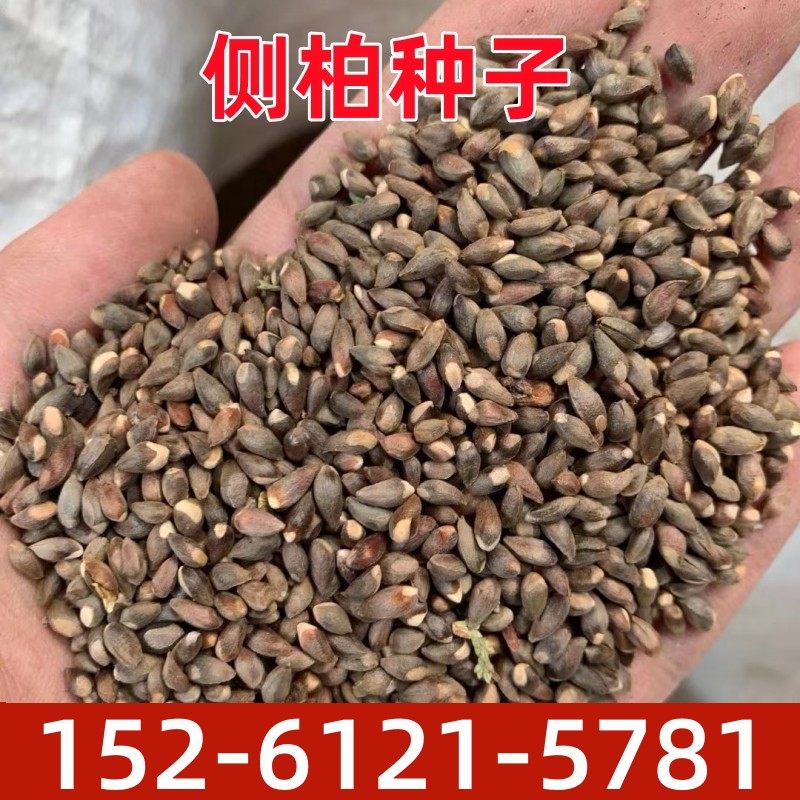 优质侧柏散装野生育苗林木种子