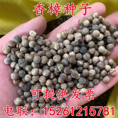 香樟树种子绿化树行道树籽