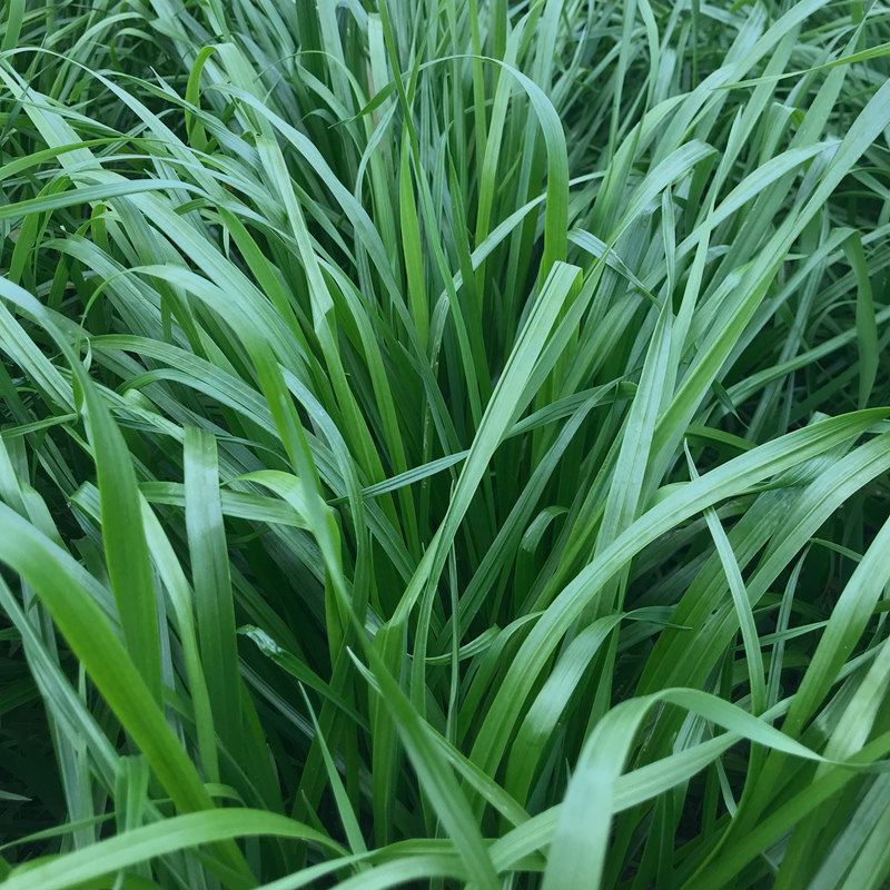 进口耐寒种籽特高四倍体黑麦草