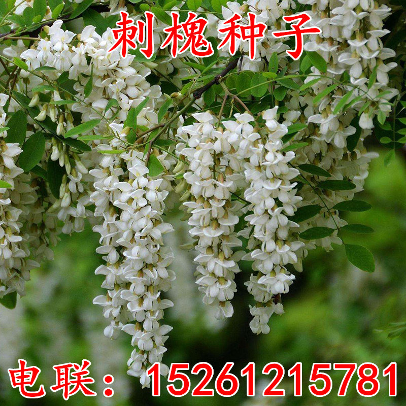 新采刺槐种子 白花刺槐树种子紫穗槐 洋槐 黄花槐种子蜜蜂采蜜槐