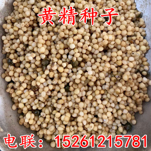 黄精种子中药材种籽玉竹滇黄精鸡头精黄精种籽老虎姜新鲜黄精种子