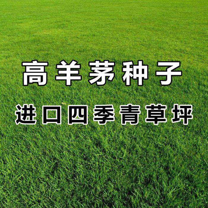 耐践踏不修剪绿化草坪种子高羊茅