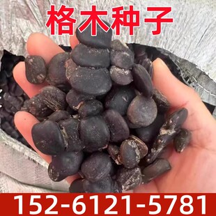 格木种子 格木树种子格木树苗种子绿化苗木种子格木树籽 林木种子