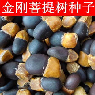 菩提种子 菩提树种子 金刚菩提树 千丝菩提树种子名贵树种子包邮