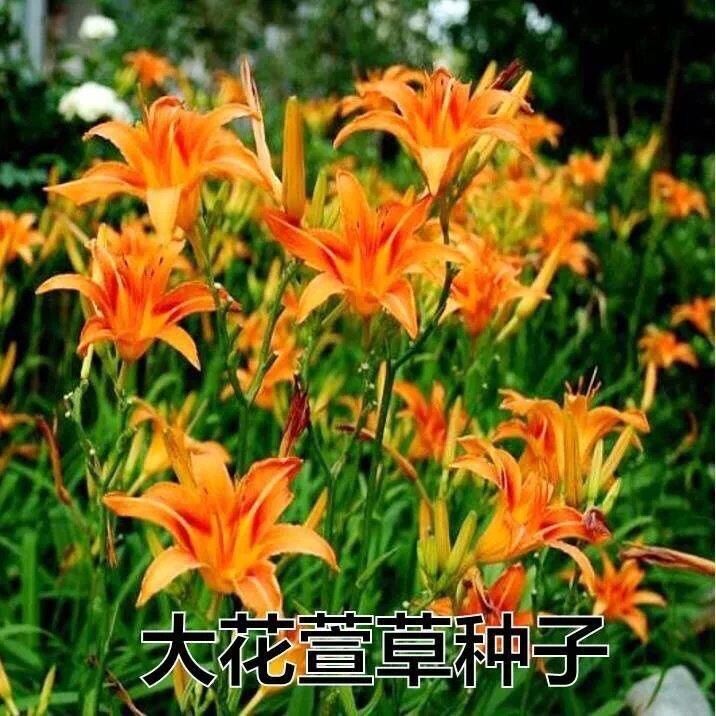 大花萱草种子金娃娃萱草种籽四季播种易活耐寒多年生宿根花卉花籽
