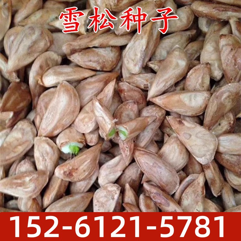 新采印度雪松树苗种子