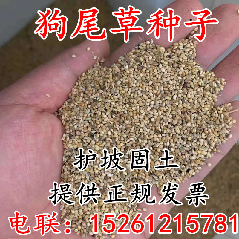牧草观赏耐贫瘠狗尾草