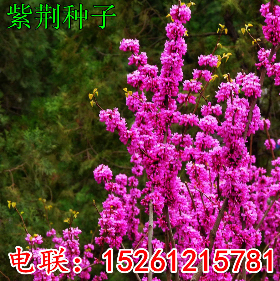 新采紫荆种子满条红四季播种