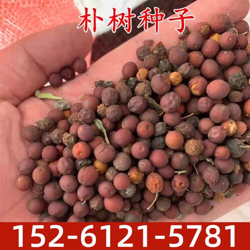 新采小叶朴树种子大叶