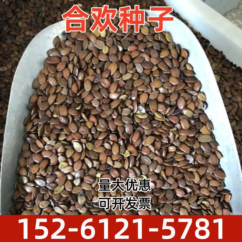 红花合欢银合欢种子护坡复绿灌木