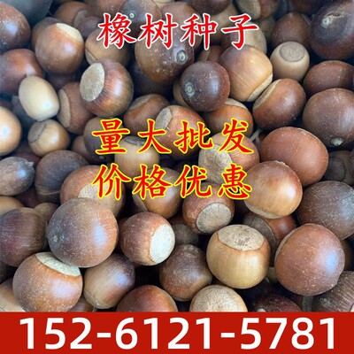 蒙古栎柞树彩叶树风景树橡树种子