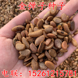 新采金弹子种子鸡血红老鸦柿种子乌柿葫芦果灯泡型高档盆景树种子