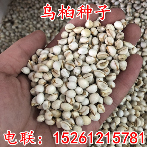 乌桕种子花花世界园艺绿化树种子