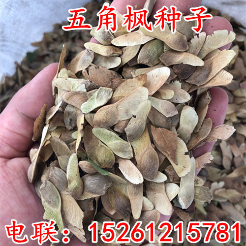 鸡爪槭种子五角枫