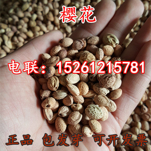 新采一级樱花种子 山樱花种子 绿化林木苗木树种 发芽率高