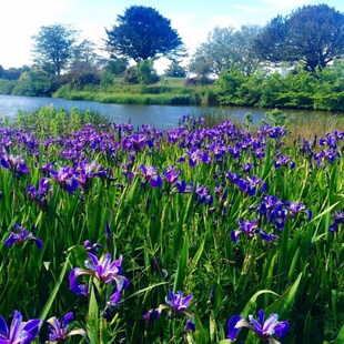 马兰花种子耐旱多年生马莲花籽易活花种籽子四季播种开花庭院室外