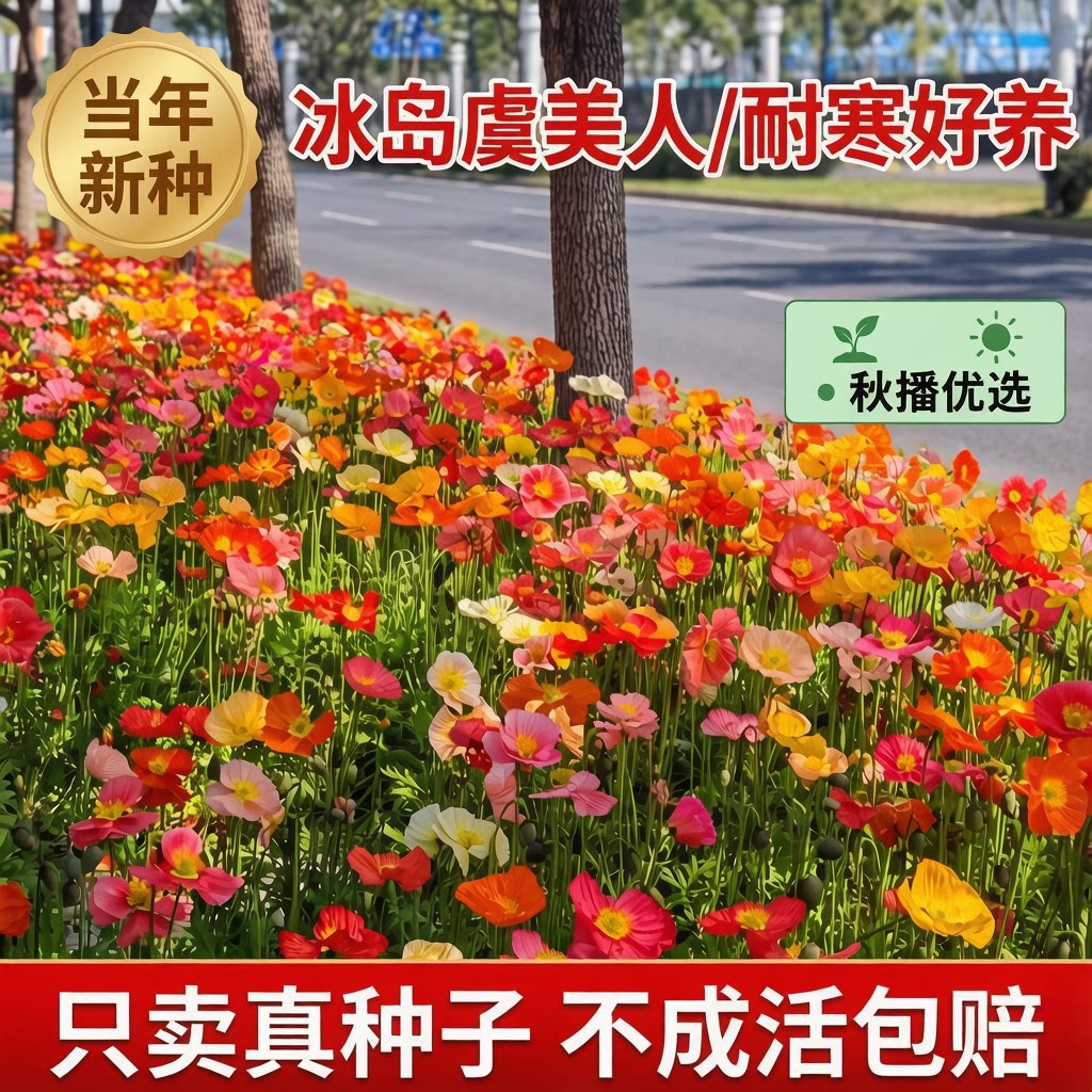 虞美人花种籽子四季播种开花多年生庭院室外冰岛虞美人耐寒花种子