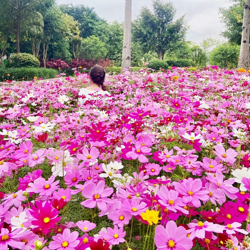 格桑花种子七彩四季种易活花种籽子野花种孑室外花籽波斯菊花种子