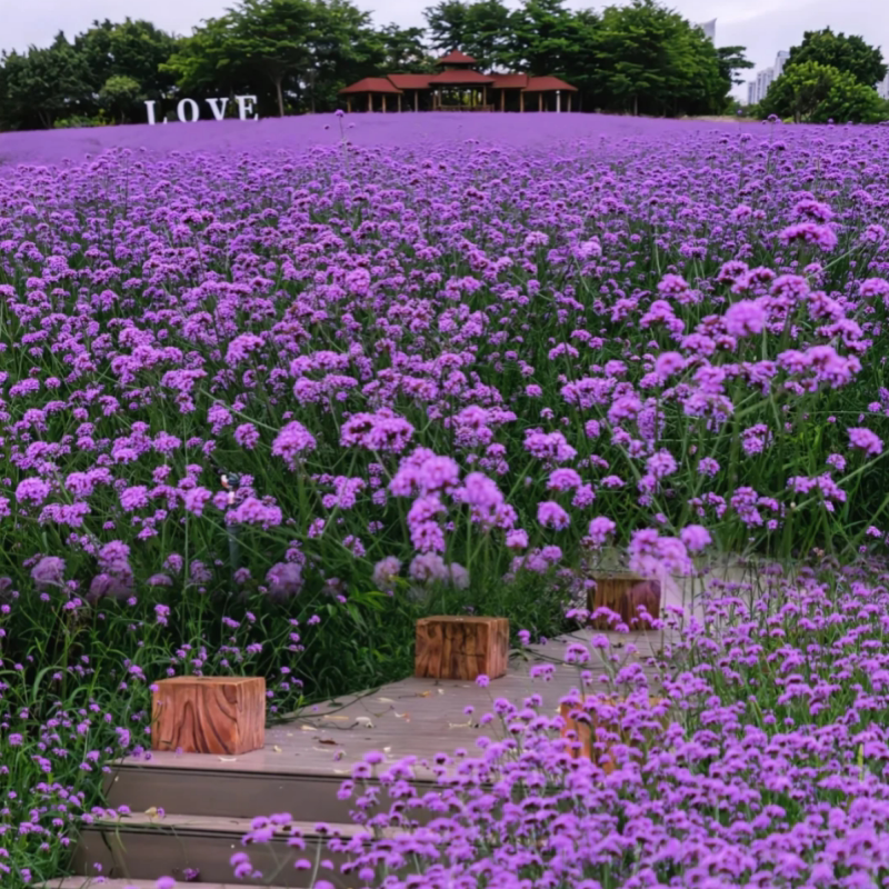 柳叶马鞭草种子四季种多年生花卉种子庭院景观园林花海种子包邮