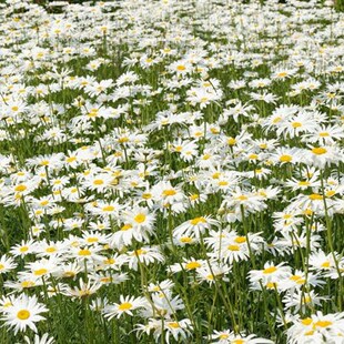 大滨菊种子四季种易活花种子耐寒耐阴花籽庭院室外盆栽花种籽子