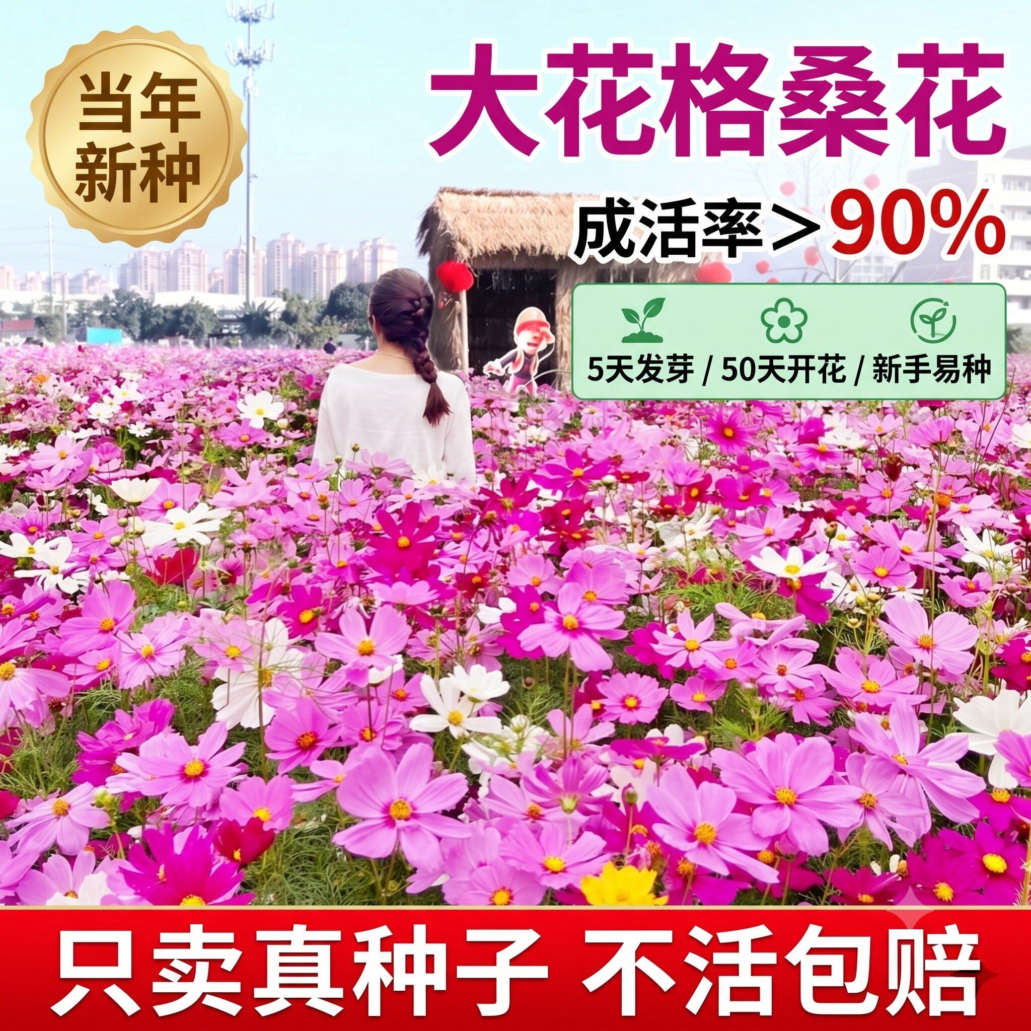 格桑花种子七彩四季种易活花种籽子野花种孑室外花籽波斯菊花种子