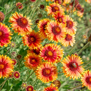 天人菊种子多年生花种籽子四季播种开花宿根虎皮菊种子庭院花种子
